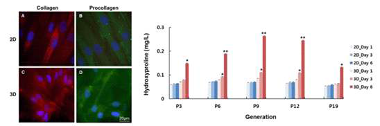 나노섬유 지지체에 배양한 인체 결막 섬유모세포의 콜라겐 합성 및 분비능. (좌) 2차원 혹은 3차원 환경에서 6일 배양된 인체 결막 섬유모세포의 면역형광염색 사진(x400), (B) 배지 내 콜라겐 함량