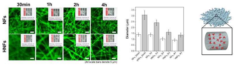 화학적 가교 및 수화젤화에 따른 PVA/PAA 3D NFS의 공초점 현미경 이미지, 물속 환경에서 나노섬유의 직경(좌)과 수화젤화에 따른 나노섬유 내부 모식도(우)