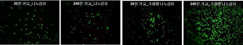 나노섬유와 수화젤 나노섬유에 각 가교도에서의 섬유아세포의 live/dead 염색 후 형광사진들