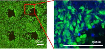 마이크로 패턴된 나노섬유 지지체에 섬유아세포 배양 후 live/dead 염색에 대한 형광 촬영 사진