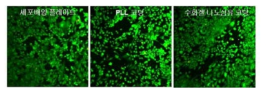 수화젤 나노섬유가 코팅 된 기판과 대조군으로서 세포배양 플레이트와 PLL코팅된 기판에서의 live/dead 염색 후 형광 사진들