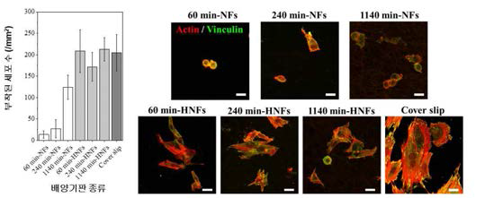 배양기판들에서 배양 1시간 후에 측정된 부착세포수와 (우) 배양 1일 후에 면역염색(actin:적색, vinculin:녹색)된 세포의 형광사진