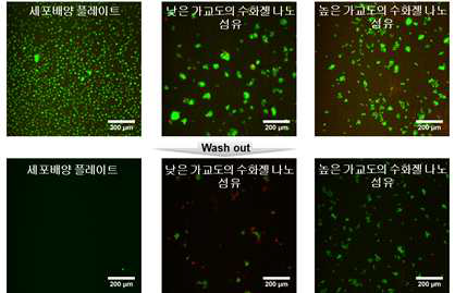 (위)부유성 세포에서의 Jurkat 세포의 live/dead 염색 형광 사진과 (아래) 배양액 교체 후 남아있는 세포의 형광 사진들