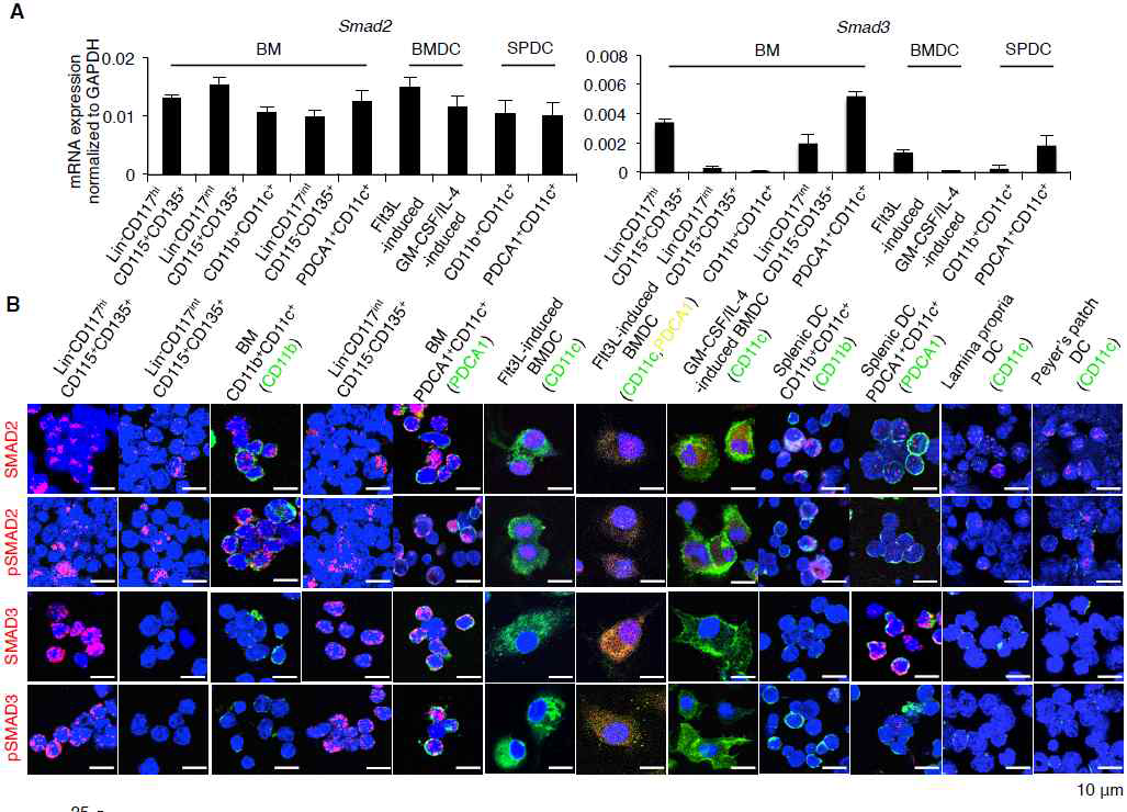 mRNA, PLA 분석법을 통한 수지상세포 분화에서 Smad2, Smad3의 발현과 인산화의 차이