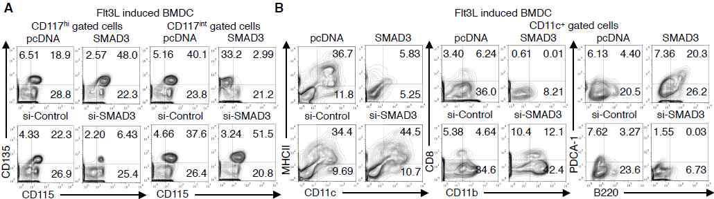 MDP, CDP단계에서 Smad3의 발현 조절 (A) 및 Smad3 과발현, 발현억제를 통한 CD11b+ Conventional 및 PDCA-1+ Plasmacytoid 수지상세포 분화조절 (B)