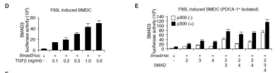 PDCA-1+ Plasmacytoid 수지상세포에서 Smad2, Smad3에 따른 Smad3의 전사 유도조절