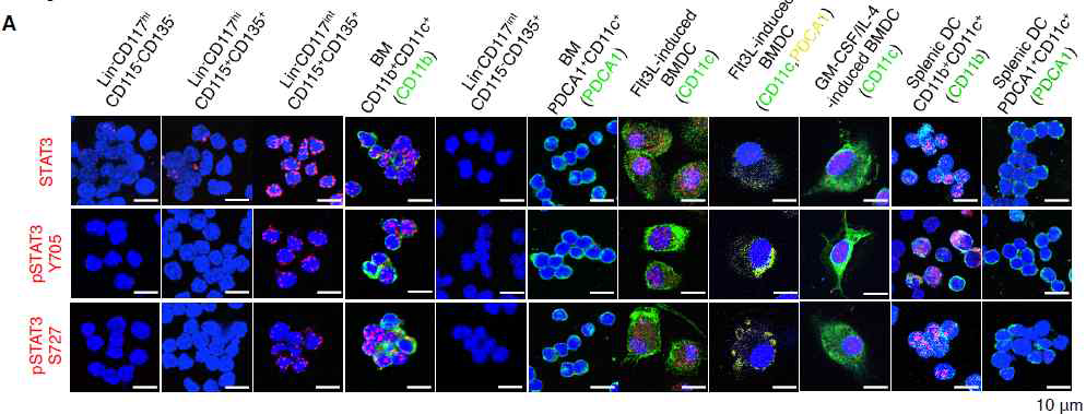 CD11b+ 면역 활성 수지상세포 및 전구체(CD115+CDP)에서의 STAT3의 발현 및 인산화
