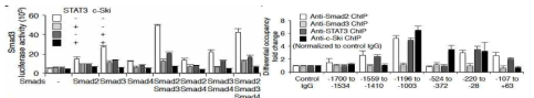 Luciferase, ChIP 분석법을 통한 Smad3 전사 조절 부위에 대한 STAT3와 c-Ski의 전사 억제조절 및 수지상세포에서의 STAT3와 c-Ski의 상호작용