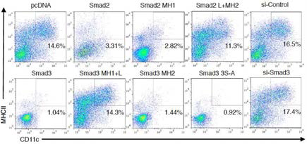 Smad2, Smad3 과발현에 따른 수지상세포의 분화 억제