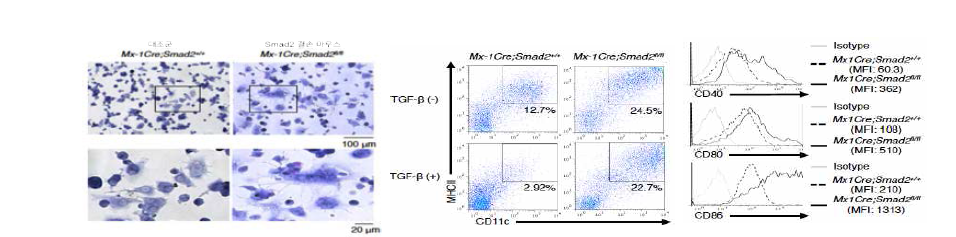 Smad2가 결손된 마우스유래 면역활성수지상세포의 분화 및 기능 활성