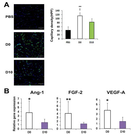 혈관세포로 배양 유도한 지방 유래 중간엽 줄기세포의 생체내 모세혈관 생성 능력 (A) 및 혈관생성 인자 발현 비교 분석 (B)
