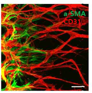 혈관 세포간의 상호작용을 평가하기 위한 미세유체 공배양 시스템 확립