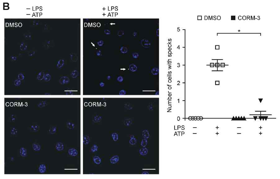 CORM-3 의 NLRP3 인플라마좀 복합체 형성 억제 효과 확인