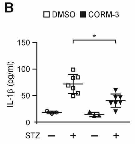 제1형당뇨병 마우스 동물모델에서 CORM-3 의 NLRP3 인플라마좀 의존적 IL-1β 의 분비억제 효과 확인