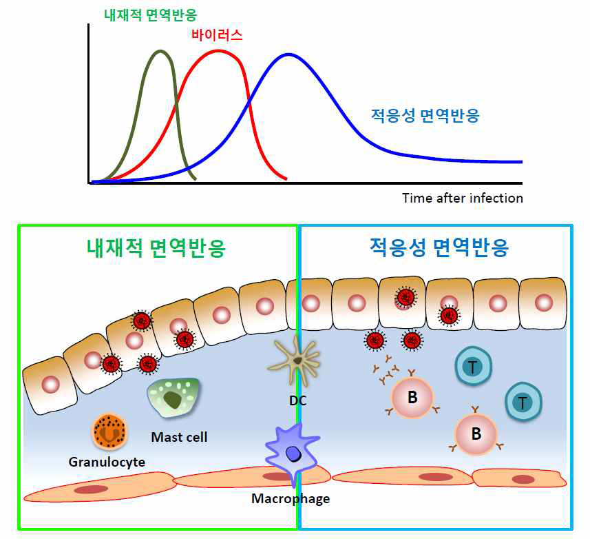 바이러스 감염 시의 내재적 면역반응 vs. 적응성 면역반응. 수지상 세포(DC)는 적응성 면역 세포들에게 항원을 전달한다