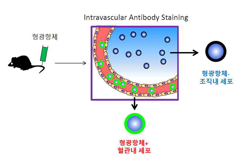 Intranascular Antibody Stainig을 사용하여 생 쥐의 장기내 혈관에 존재하는 세포와 조직에 존재하는 세포들을 분리하여 분리할 수 있다