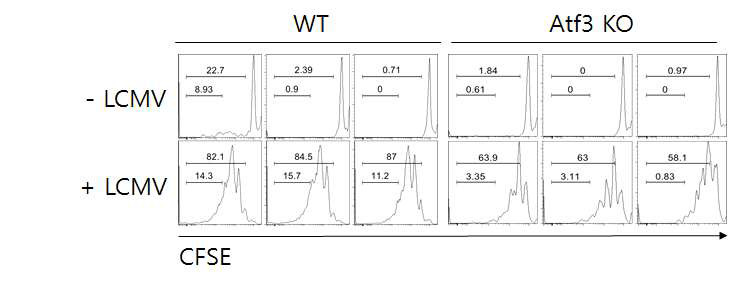 WT 또는 ATF3 KO 생쥐에서 유래한 수지상세포를 LCMV로 감염시킨 후 1일 후에 LCMV-specific T cell을 증식시킬 수 있는 수지상 세포의 능력을 측정함