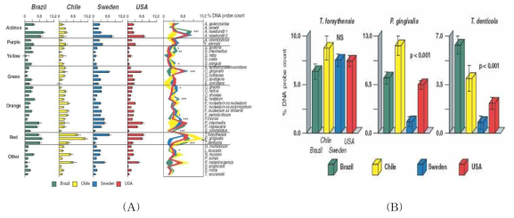 (A) 브라질, 칠레, 스웨덴, 미국, 4개국 국민의 만성치주염부위의 치면세균막에서 존재하는 세균 종들의 전체 세균 종에 대한 존재비율의 차이가 있음. (B) 만성치주염 병소에서 전체 세균 종 대비 3대 치주질환원인균 종의 DNA 프로브 검출율. 숙주의 지리적 위치에 따라 P. gingivalis와 T. denticola 종의 존재비율의 차이가 있음 [Haffajee et al., J Clin Periodontol. 2004]