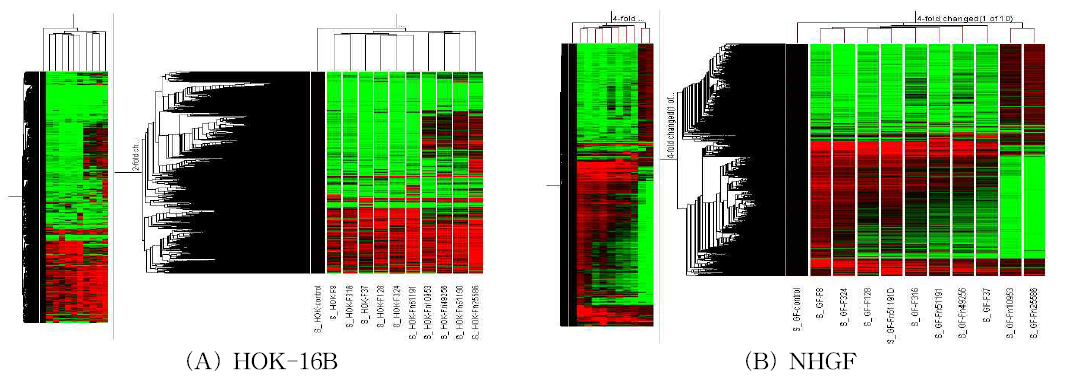 10균주 F. nucleatum 각각으로 infection시킨 HOK-16B 세포주 및 사람 정상치은섬유모(NHGF) 세포의 유전자 발현 변화를 microarray 분석 결과를 heat map으로 요약(아직 출판하지 않은 연구 결과임)