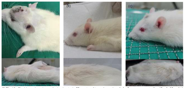 Skull and spine of implanted SD rat after 4 weeks (a) Squeeze cast Mg-4Zn-0.5Ca (b) Squeeze cast Mg-4Zn-0.5Ca-0.4Mn and (c) Squeeze cast Mg-4Zn-0.5Ca-0.8Mn