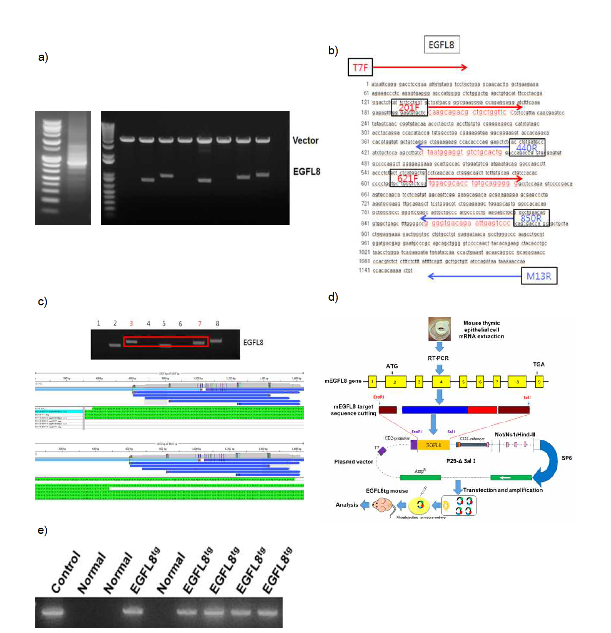a) 마우스 가슴샘세포에서 EGFL8 유전자 발현 확인 및 효소반을을 통해 형질전환이 제대로 이루어졌는지 확인한 결과 b) EGFL8 시퀀싱 확인용 프라이머 제작 c) EGFL8 클로닝 후 시퀀싱 분석 결과 d) EGFL8tg 마우스의 제작 e) 2세대 마우스의 EGFL8 유전자 발현 확인결과