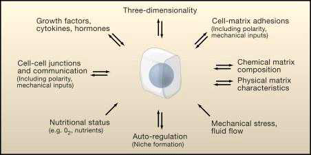 3D 모델 생체 내에서 세포의 행동에 영향을 미치는 미세환경 요소[Yamada, 2007]