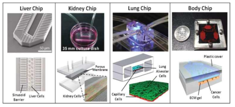 Mimicking tissue–tissue and organ–organ interfaces in organomimetic microdevices[Huh, 2012]