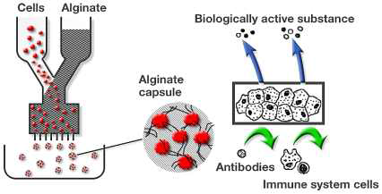 알지네이트 하이드르겔에서 세포의 캡슐화