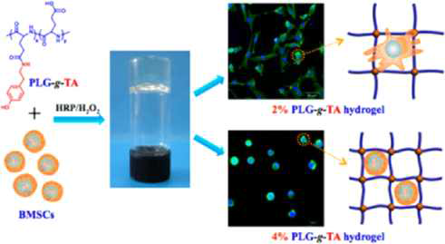 조절 가능한 미세환경을 지닌 폴리(L-글루탐산)-그래프트티라민(PLG-g-TA) 하이드로겔 지지체에서 배양한 중간엽줄기 세포