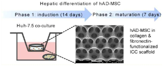 ICC 하이드로겔을 이용한 사람 지방유래 중간엽줄기세포의 간세포 분화 모델
