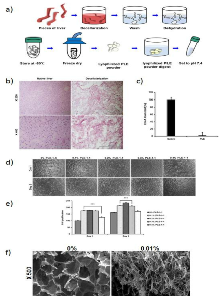 a) PLE-1-1 저장액 제작 모식도, 탈세포화 시키지 않은 돼지 간 조직과 탈세포화 시킨 돼지 간의 비교 b) H-E 염색 사진 c) DNA 함량 그래프 d) PLE-1-1 농도에 따른 면역조직 기질세포(CREC)의 부착 특성을 측정한 위상차현미경 사진, e) PLE-1-1 농도에 따른 면역조직 기질세포(CREC) 생존능을 측정한 결과 f) PLE-1-1이 포함되어 있지 않은 복합 하이드로겔 지지체와 PLE-1-1이 포함된(0.01%) 복합 하이드로겔 지지체의 표면을 관찰한 주사전자현미경 사진