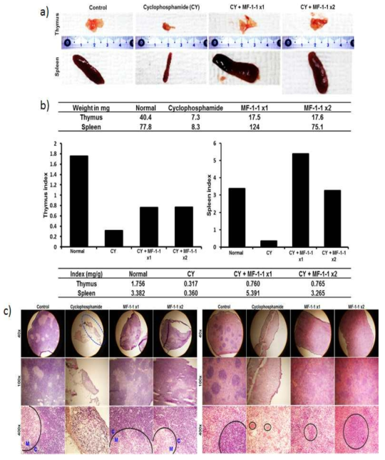 a) 시클로포스파미드 접종 후 MC의 경구투여에 인한 가슴샘과 지라 크기의 변화 b) 시클로포스파미드 접종 후 MC의 경구투여에 인한 가슴샘- 및 지라-index 비교 , c) 시클로포스파미드 접종 후 MC를 x1 또는 x2 경구 투여 조건의 가슴샘 H-E 염색(좌) 시클로포스파미드 접종 후 MC를 x1 또는 x2 경구투여 조건의 지라 H-E 염색(우)