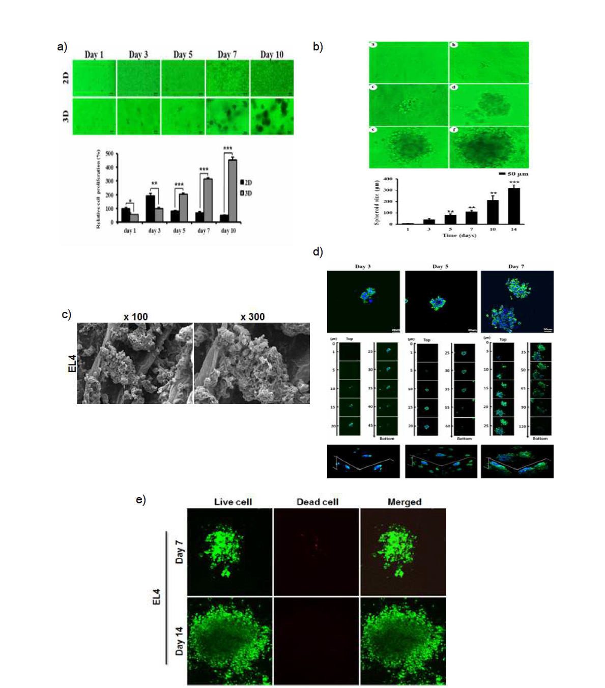 a) 2D와 복합 하이드로겔 지지체를 이용한 3D 모델에서 T림프종세포(EL4) 배양. 위) 위상차 현미경 사진결과, 아래) 생존능을 측정한 그래프 b) 복합하이드로겔 지지체에서 T림프종세포(EL4) 배양 후 스페로이드 형성 확인. 위) 위상차 현미경 사진 결과, 아래) 스페로이드 크기를 측정한 그래프 c) 복합하이드로겔 지지체에서 형성된 T림프종세포(EL4)의 스페로이드를 관찰한 주사전자현미경 사진 d) 복합하이드로겔 지지체에서 배양된 T림프종세포(EL4)의 형태를 공초점레이저현미경으로 확인한 사진(Green: F-actin, Blue: DAPI) e) 복합 하이드로겔 지지체에 T림프종세포 (EL4)를 배양 후 암세포의 생존을 Live/Dead 염색을 이용하여 공초점레이저현미경으로 확인한 사진