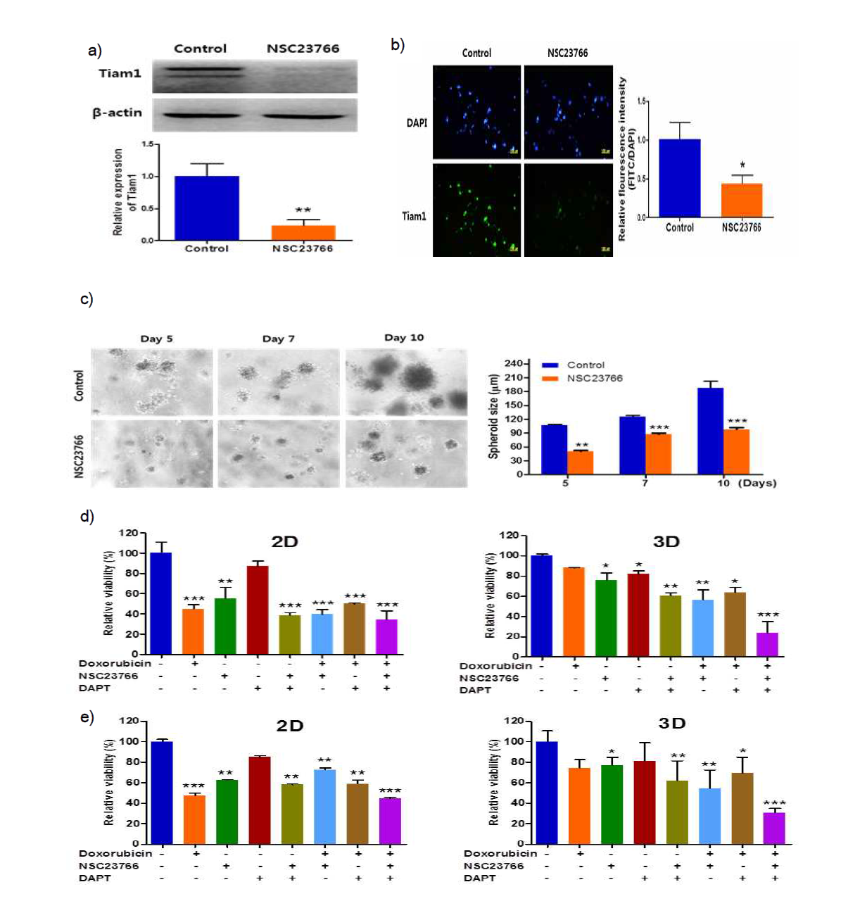 a) 복합 하이드로겔 지지체에서 마우스T세포림프종세포주(EL4)에 NSC23766를 처리한 뒤 Tiam1 발현억제를 확인한 Western blot 결과 및 단백질 발현 결과를 정량화한 그래프 b) 복합 하이드로겔 지지체에서 마우스T세포림프종세포주(EL4)에 NSC23766를 처리한 뒤, 세포내 Tiam1 발현을 관찰한 형광현미경 사진 및 그래프 c) 복합 하이드로겔 지지체에서 마우스T세포림프종세포주(EL4)에 NSC23766를 처리한 뒤, 스페로이드의 크기를 측정한 위상차현미경 사진 및 스페로이드 평균직경을 측정한 결과를 나타낸 그래프 d) 복합 하이드로겔 지지체에서 마우스T세포림프종세포주(EL4)에 doxorubicin을 처리한 뒤 NSC23766 단독, DAPT 단독, NSC23766+DAPT를 동시 처리하여 항암제 감수성을 측정한 결과 e) 하이드로겔 지지체에서 마우스B세포림프종세포주(A20)에 doxorubicin을 처리한 뒤 NSC23766 단독, DAPT 단독, NSC23766+DAPT를 동시 처리하여 항암제 감수성을 측정한 결과