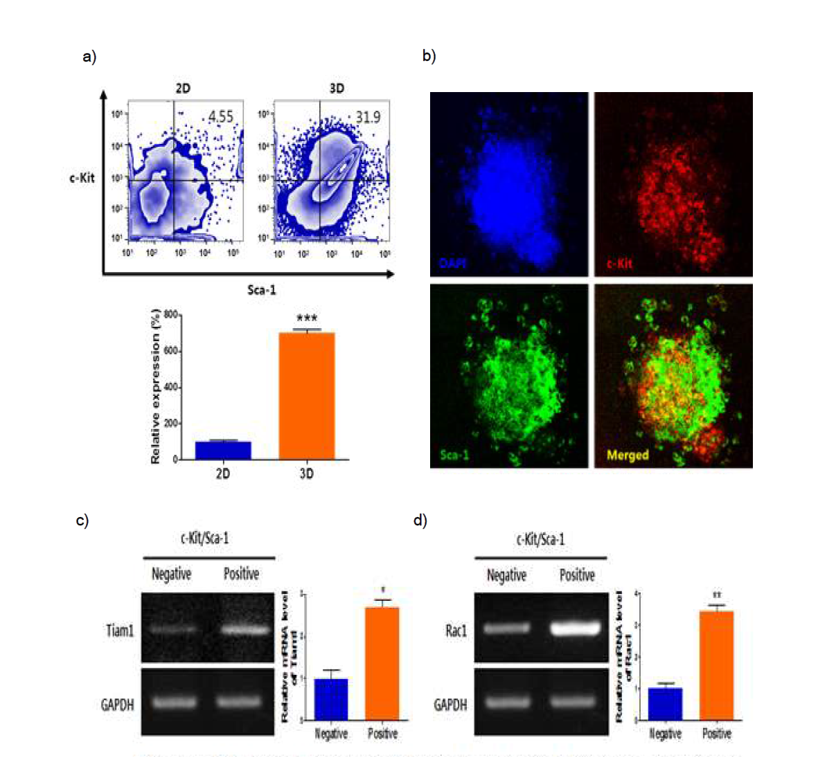 a) 2차원 및 3차원 환경에서 마우스T세포림프종세포주(EL4)를 배양 한 후, 유세포분석기로 암줄기세포 유도능을 분석한 결과 b) 복합 하이드로겔 지지체에서 마우스T세포림프종세포주(EL4)의 c-Kit 및 Sca-1 발현을 관찰한 공초점레이저현미경 사진 c) 복합 하이드로겔 지지체에서 마우스T세포림프종세포주(EL4)의 c-Kit+/Sca-1+ 및 c-Kit-/Sca-1- 세포의 Tiam1과 Rac1 유전자의 발현을 비교 분석한 결과. d) RT-PCR 결과, 유전자 발현 결과를 정량화한 그래프