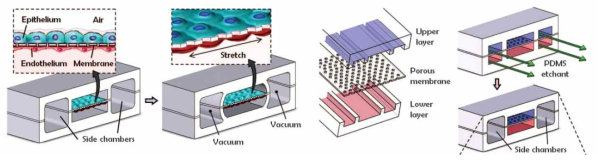 lung on a chip 개략도 (D Huh, BD Matthews, A Mammoto, M Montoya-Zavala, HY Hsin, ... Science 328 (5986), 1662-1668)