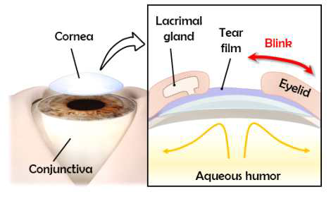 eye on a chip 개략도 (J Seo, WY Byun, A Frank, M Massaro-Giordano, V Lee, VY Bunya, D Huh Invest. Ophthalmol. Visual Sci 57, 3872-3872)