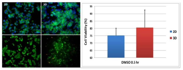 30분간 DMSO 10%를 투여한 후 세포의 생존율을 Live/Dead assay로 분석한 결과