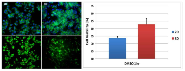 1시간 동안 DMSO 10%를 투여한 후 세포의 생존율을 Live/Dead assay로 분석한 결과