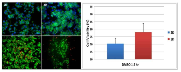 1시간 30분 동안 DMSO 10%를 투여한 후 세포의 생존율을 Live/Dead assay로 분석한 결과