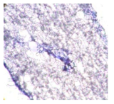 Hematoxylin 염색을 통한 3종이상 세포 공배양