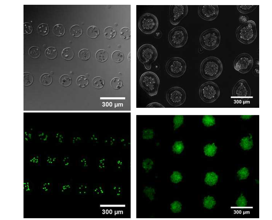 2D 글라스에 프린트된 섬유아세포의 패터닝 (CFSE염색: 초록)