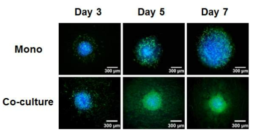 단종배양표본과 공동배양표본 (좌측부터 프린트이후 3, 5, 7일차. 파란색은 세포핵, 초록색은 F-actin)