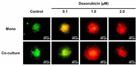 독소루비신이 처리되고 2일 후에 Live&Dead가 염색된 미세 암 조직