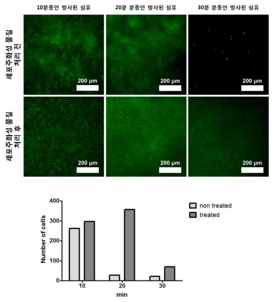 세포 주화성 물질을 24시간동안 처리한 결과
