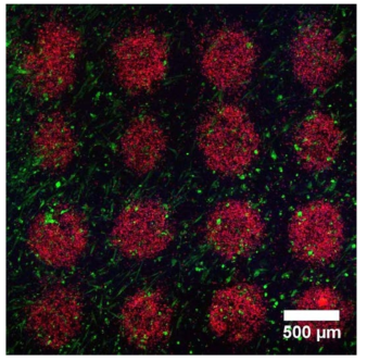 세포 이동 실험을 하기 위해 섬유아세포, 암세포, 면역세포를 분주한 그림 초록색(섬유아세포), 빨간색(암세포), 파란색(면역세포)
