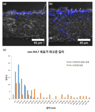 면역 네트워크칩에 raw264.7 세포 분주 후 CSF-1을 처리한 배지와 처리하지 않은 배지를 비교한 실험, (a) CSF-1을 처리하지 않은 샘플, (b) CSF-1을 처리한 샘플, (c) raw264.7세포가 파고든 깊이. 파랑색은 면역세포의 세포핵을 나타냄