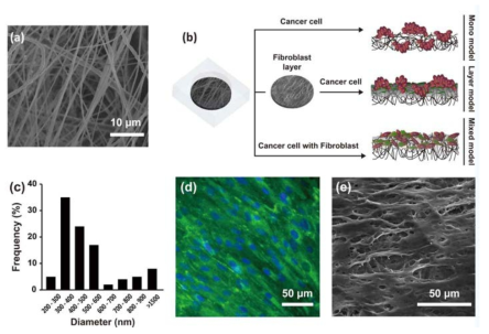 나노섬유에서의 간암세포와 섬유아세포의 공배양 개략도