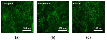 (a) collagen I, (b) Fibronectin, (c) Elastin