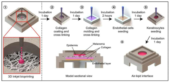생체모사구조재료를 이용한 피부 또는 피부암 모델의 제작